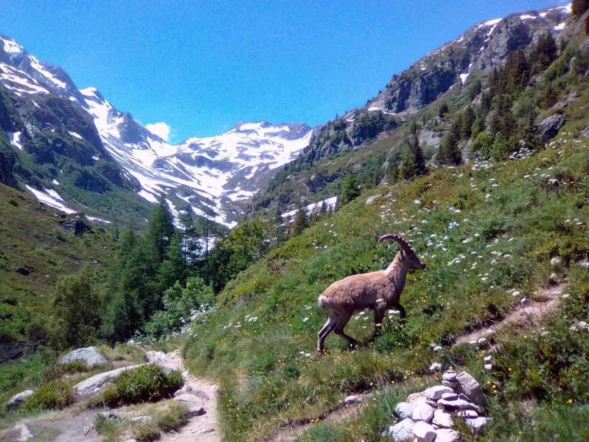 Chalets Pyrene Mont-Blanc Chamonix Bagian luar foto